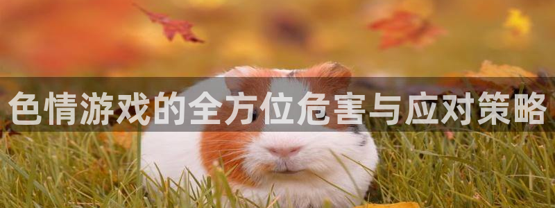 金年汇app登陆入口官网